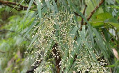 Arundo formosana Hack. 臺灣蘆竹