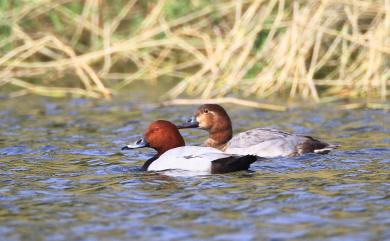 Aythya ferina (Linnaeus, 1758) 紅頭潛鴨