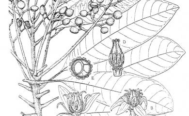 Buchanania arborescens (Blume) Blume 山檨子