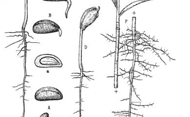 Diospyros philippensis 毛柿