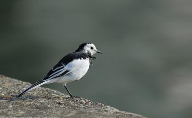 Motacilla alba leucopsis (Gould, 1838) 白鶺鴒(白面黑背亞種)