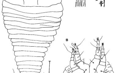 Jutarus plagiogyrus Huang, 2001 瘤足蕨蔣氏節蜱