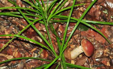 Amanita hemibapha (Berk. & Br.) Sacc. 花柄橙紅鵝膏菌