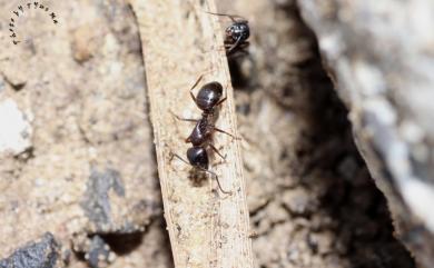 Camponotus friedae Forel, 1912 大黑巨山蟻
