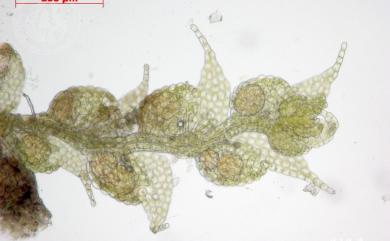 Drepanolejeunea ternatensis 單齒角鱗蘚