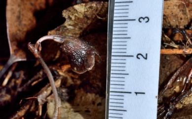 Gastrodia uraiensis T.C.Hsu & C.M.Kuo 烏來赤箭
