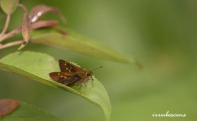 Ochlodes niitakanus (Sonan, 1936) 臺灣赭弄蝶