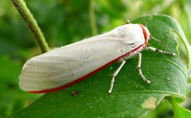 Aloa lactinea (Cramer, 1777) 紅緣燈蛾