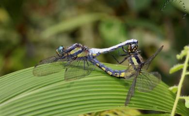 Orthetrum japonicum internum McLachlan, 1894 扶桑蜻蜓