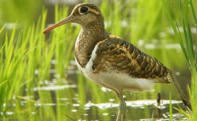 Rostratula benghalensis (Linnaeus, 1758) 彩鷸