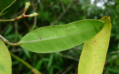 Anodendron benthamianum 大錦蘭