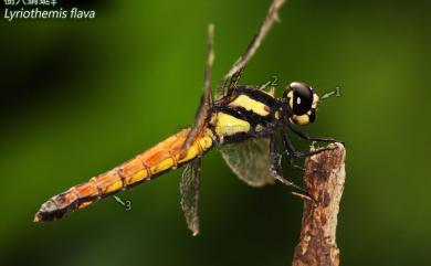 Lyriothemis flava Oguma, 1915 樹穴蜻蜓