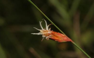 Fimbristylis tristachya var. subbispicata (Nees & Meyen) T. Koyama 山藺