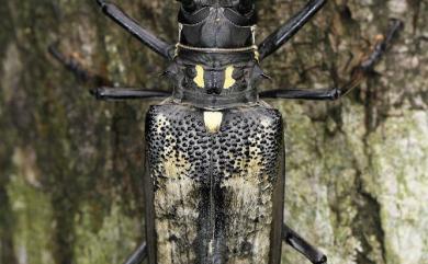 Batocera lineolata Chevrolat, 1852 白條天牛