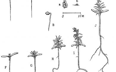 Chamaecyparis obtusa var. formosana (Hayata) Hayata 臺灣扁柏