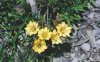 Gentiana scabrida var. punctulata S.S.Ying 黑斑龍膽