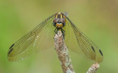 Trithemis festiva (Rambur, 1842) 樂仙蜻蜓