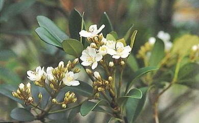 Rhaphiolepis indica var. umbellata H.Ohashi 厚葉石斑木