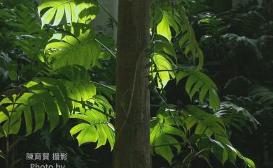 Rhaphidophora decursiva (Roxb.) Schott 爬樹龍