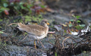 Vanellus cinereus (Blyth, 1842) 跳鴴