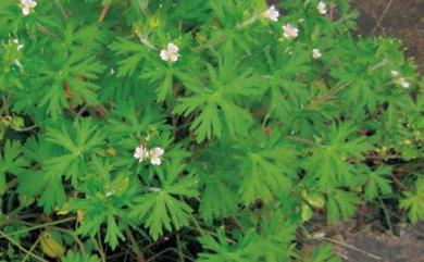 Geranium nepalense subsp. thunbergii 牻牛兒苗