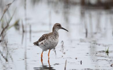 Calidris pugnax (Linnaeus, 1758) 流蘇鷸