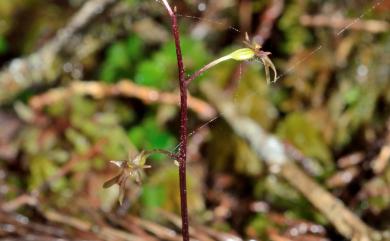 Neottia japonica (Blume) Szlach. 小雙葉蘭