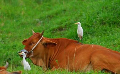 Bubulcus ibis coromandus 黃頭鷺