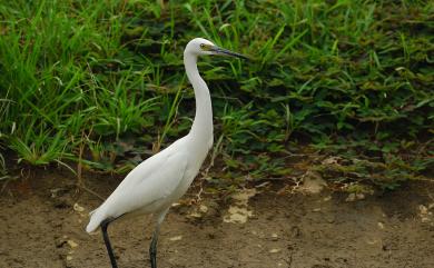 Egretta garzetta (Linnaeus, 1766) 小白鷺