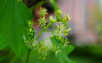 Acer albopurpurascens var. formosanum 臺灣三角楓