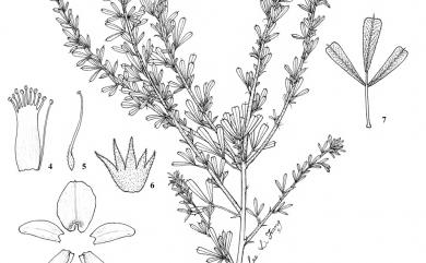 Lespedeza cuneata (Dum. Cours.) G. Don 鐵掃帚