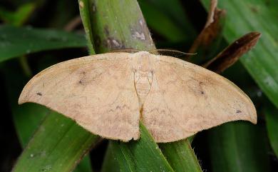 Strepsigonia diluta Warren, 1897 枯葉紋鉤蛾