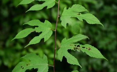 Broussonetia monoica 小構樹