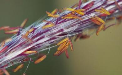 Imperata cylindrica var. major (Nees) C.E.Hubb. 白茅