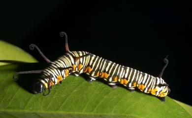 Euploea eunice hobsoni 圓翅紫斑蝶