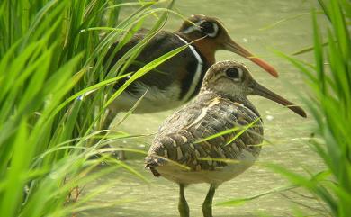 Rostratula benghalensis (Linnaeus, 1758) 彩鷸