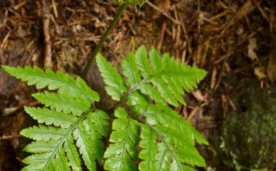 Sceptridium formosanum (Tagawa) Holub 臺灣大陰地蕨