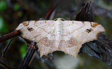 Chiasmia emersaria (Walker, 1861)