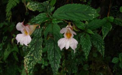 Impatiens uniflora 紫花鳳仙花