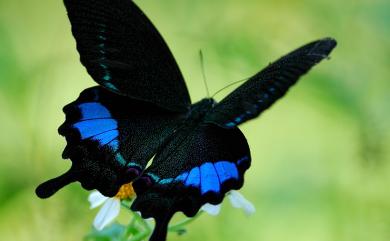 Papilio hermosanus Rebel, 1906 臺灣琉璃翠鳳蝶