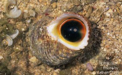 Turbo chrysostomus Linnaeus, 1758 金口蠑螺