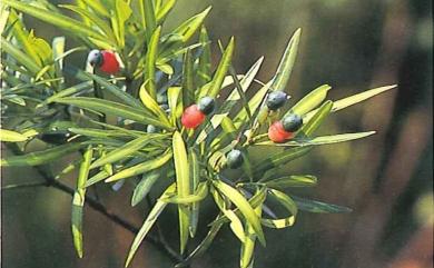 Podocarpus macrophyllus var. maki 小葉羅漢松