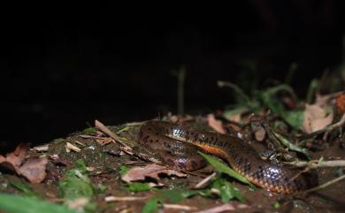 Myrrophis chinensis (Gray, 1842) 唐水蛇