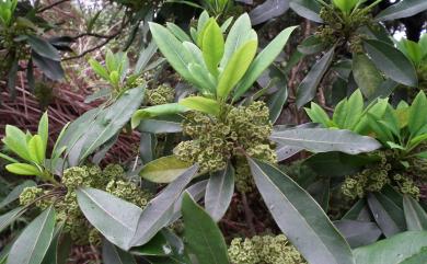 Daphniphyllum glaucescens subsp. oldhamii f. kengii 耿氏虎皮楠