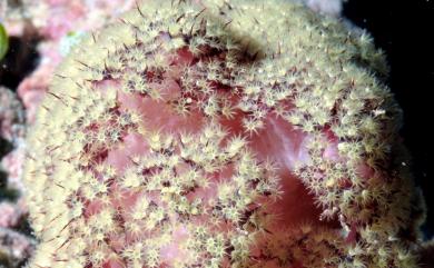 Dendronephthya brevirama (Burchardt, 1898) 短枝棘穗軟珊瑚