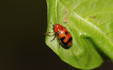 Aetheomorpha taiwana (Chujo, 1952) 臺灣短翅長筒金花蟲