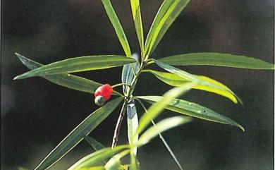 Podocarpus fasciculus de Laub. 叢花百日青