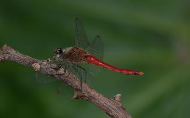 Sympetrum cordulegaster (Selys, 1883) 長尾蜻蜓