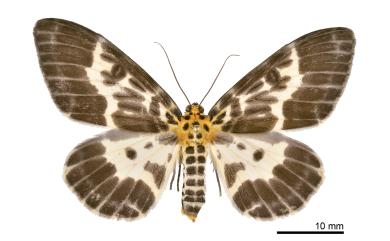 Pogonopygia nigralbata nigralbata Warren, 1894 雙排緣尺蛾