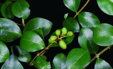 Ligustrum pricei Hayata 阿里山女貞